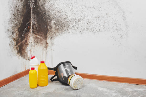 Best Mold Removal Process  in Forest, OH