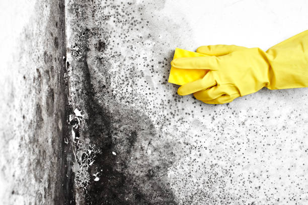 Best Professional Mold Removal  in Forest, OH