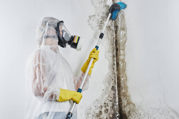 Best Toxic Mold Removal  in Forest, OH