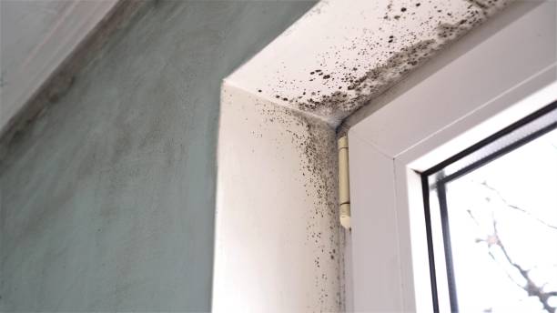 Mold Removal Process in Forest, OH