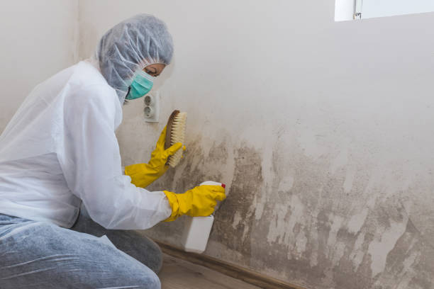 Home Mold Removal in Forest, OH