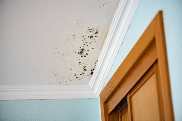 Best Mold Remediation  in Forest, OH