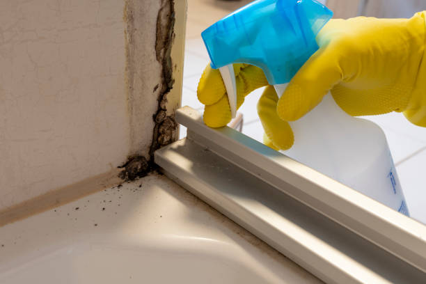 Best Affordable Mold Removal  in Forest, OH