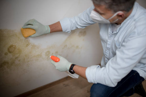 Best Home Mold Removal  in Forest, OH