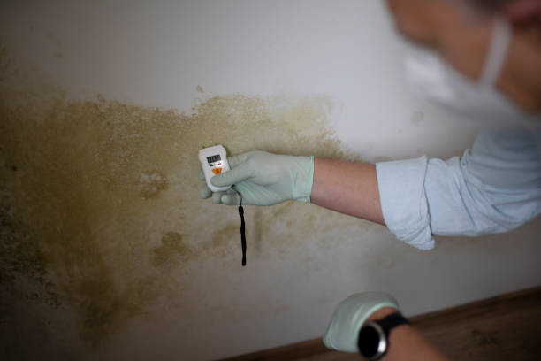 Best Office Mold Removal Services  in Forest, OH