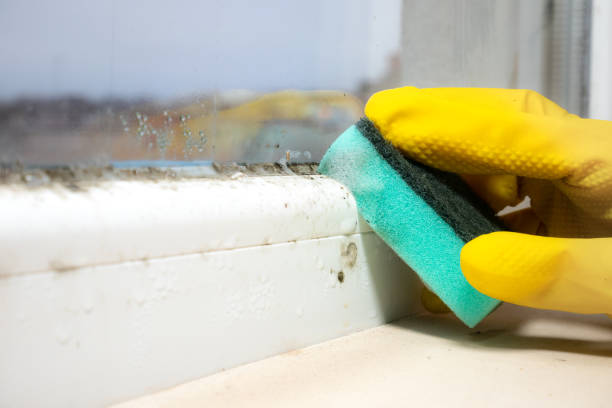 Best Mold Removal Company Near Me  in Forest, OH