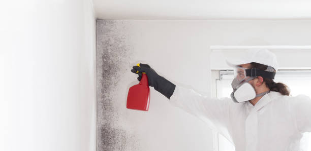 Best Residential Mold Removal  in Forest, OH