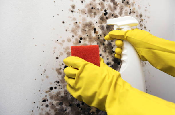 Best Residential Mold Removal  in Forest, OH