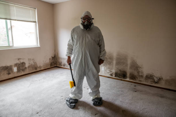 Best Mold Removal Specialists  in Forest, OH