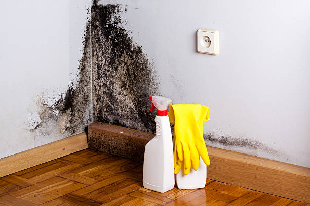 Best Home Mold Removal  in Forest, OH