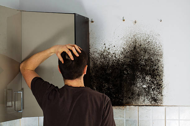 Best Toxic Mold Removal  in Forest, OH