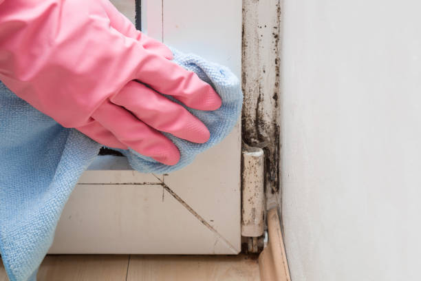 Best Local Mold Removal Service  in Forest, OH