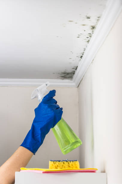 Best Same-Day Mold Removal  in Forest, OH